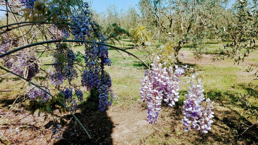 Podere San Carlo Alloggio per agriturismo Marsiliana